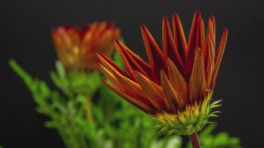 PNG 'de alfa şeffaflık kanalı ile izole bir şekilde büyüyen ve çiçek açan Gerbera çiçeklerinin HD makro zaman dilimi. 
