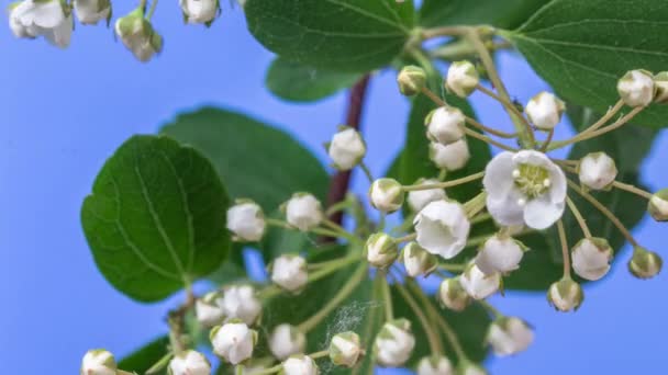 Macro Timelapse White Jasmin Flowers Growing Blooming Blossoming Blue Background — Video