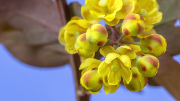 Macro Timelpase Yellow Jasmine Flowers Growing Blooming Blossoming Blue Background — Stock Video