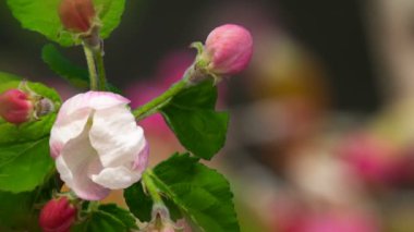 Siyah arka planda büyüyen pembe şeftali çiçeklerinin makro zaman atlamalı videosu