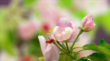 Açık arkaplanda büyüyen pembe şeftali çiçeklerinin makro zaman atlamalı videosu