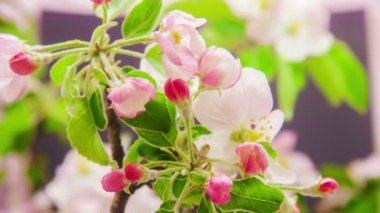 Açık arkaplanda büyüyen pembe şeftali çiçeklerinin makro zaman atlamalı videosu