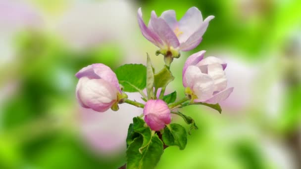 Macro Time Lapse Videó Egy Rózsaszín Őszibarack Virágok Növekvő Világos — Stock videók