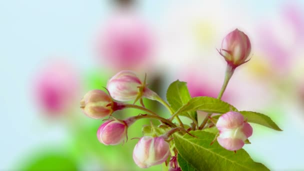 Makro Čas Lapse Video Růžové Broskve Květiny Rostoucí Modrém Pozadí — Stock video