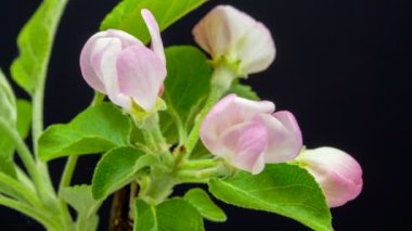 Siyah arka planda büyüyen pembe şeftali çiçeklerinin makro zaman atlamalı videosu