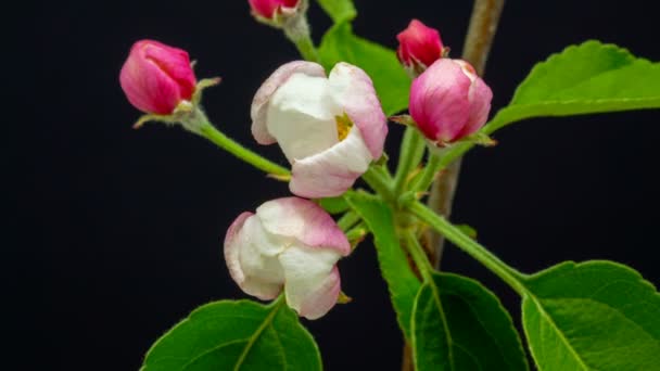 Macro Time Lapse Video Van Een Roze Perzik Bloemen Groeien — Stockvideo