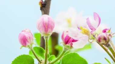 Mavi arka planda büyüyen pembe şeftali çiçeklerinin makro zaman atlamalı videosu