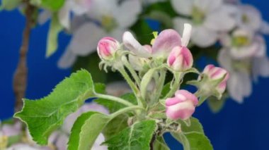 Mavi arka planda büyüyen pembe şeftali çiçeklerinin makro zaman atlamalı videosu