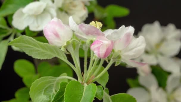 Makro Zeitraffer Video Einer Rosa Pfirsichblüte Die Auf Dem Schwarzen — Stockvideo