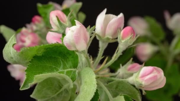 黒い背景に成長するピンクの桃の花のマクロタイムラプスビデオ — ストック動画