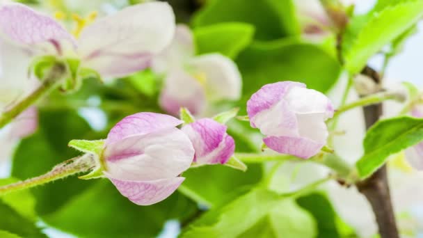 Macro Time Lapse Video Pink Peach Flowers Growing Blue Background — Stock Video