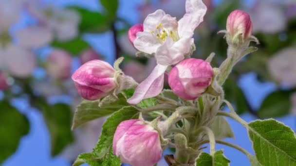 Macro Tempo Lapso Vídeo Rosa Pêssego Flores Crescendo Fundo Azul — Vídeo de Stock