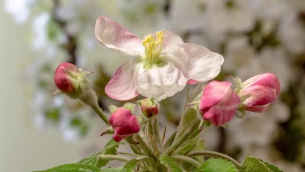 Macro Time Lapse Video Pink Peach Flowers Growing Blue Background — Stock Video