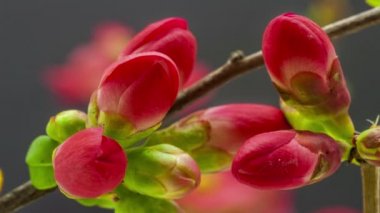 Şeftali çiçeklerinin büyümesi ve siyah arka planda çiçek açması 4k makro zaman dilimi. Vahşi elma çiçekleri zaman içinde çiçek açar.