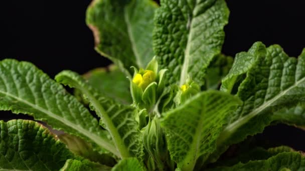 Feuilles Haricot Poussant Timelapse Macro Time Lapse Vidéo Culture Germination — Video