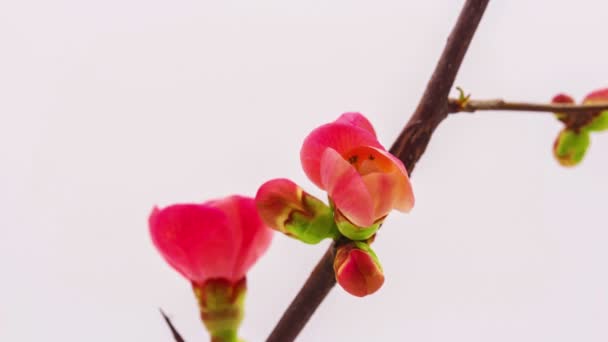 4K长在蓝色背景下的桃花的宏观时间差 野苹果花时光流逝 — 图库视频影像