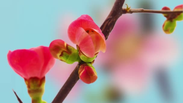 Şeftali Çiçeklerinin Büyümesi Mavi Arka Planda Çiçek Açması Makro Zaman — Stok video