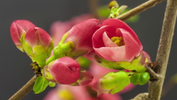 Makro Timelapse Broskvové Květy Rostoucí Kvetoucí Černém Pozadí Divoký Květ — Stock video