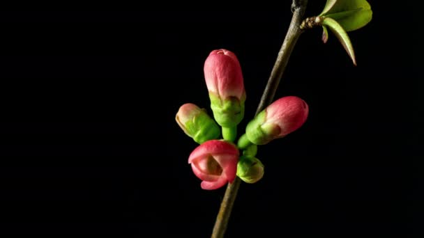 Macro Timelapse Van Perzik Bloemen Groeien Bloeien Een Zwarte Achtergrond — Stockvideo