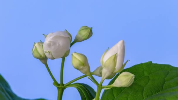 Plum Flower Blossom Time Lapse Macro Timelapse Video Plum Flower — Stock Video