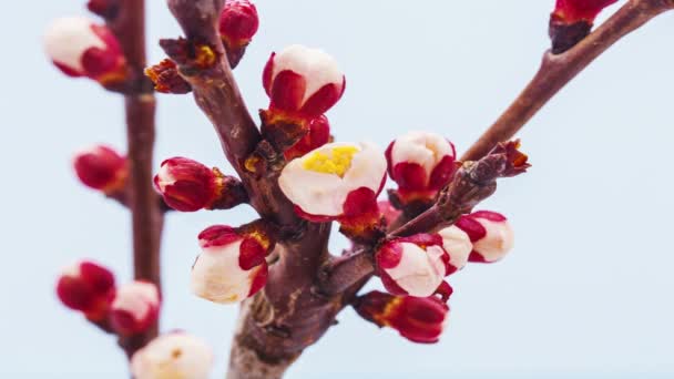 Macro Timelapse Uma Ameixa Selvagem Flores Crescendo Florescendo Fundo Azul — Vídeo de Stock