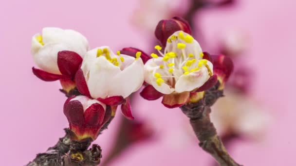 Makro Čas Lapse Video Quince Květiny Listy Rostoucí Kvetoucí Modrém — Stock video