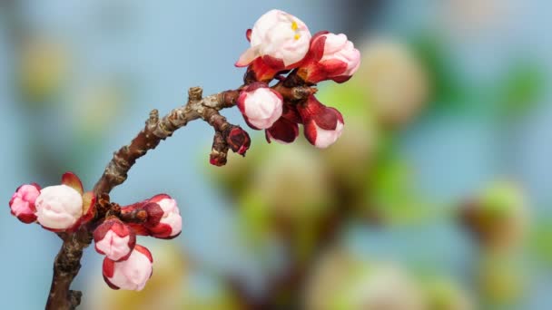 Macro Timelapse Uma Ameixa Selvagem Flores Crescendo Florescendo Fundo Azul — Vídeo de Stock