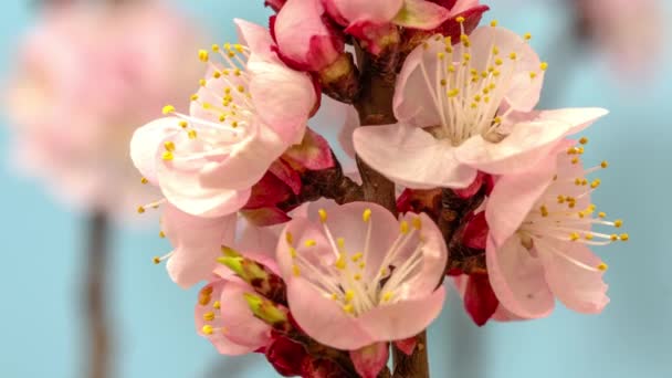 Makro Timelapse Divoké Švestkové Květy Rostoucí Kvetoucí Modrém Pozadí Divoké — Stock video