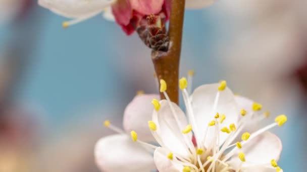 Macro Timelapse Wild Plum Flowers Growing Blossoming Blue Background Wild — Stock Video