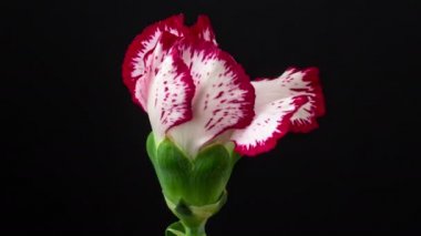 Karanfil çiçekleri siyah arkaplanda çiçek açar Makro zaman atlamalı karanfil çiçekleri büyür, çiçek açar ve siyah bir arka planda çiçek açar