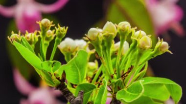 Zaman atlamasında kiraz çiçeği. Bir kiraz ağacı çiçeğinin kara arka planda büyüyen, açan ve çiçek açan bir başka kiraz çiçeğinin makro zaman dilimi videosu.