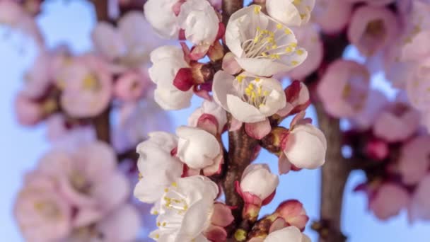 青い背景に咲く野生の梅の花の4Kマクロのタイムラプス 時間経過とともに野梅の花が咲く — ストック動画