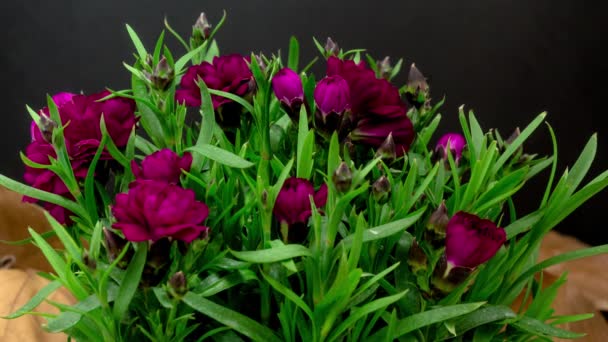 Anjer Bloemen Bloeien Timelapse Zwarte Achtergrond Macro Time Lapse Video — Stockvideo