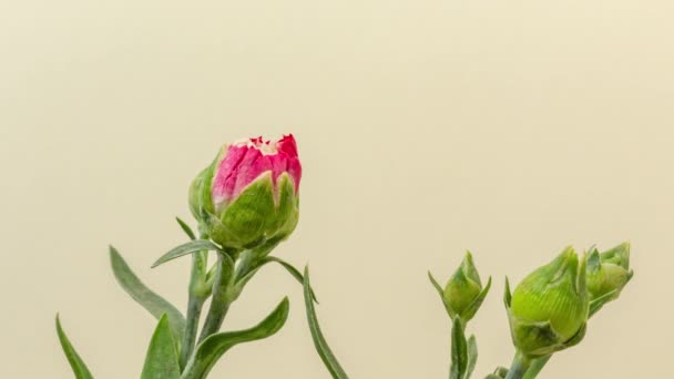 Nejlika Blomma Timelapse Ljust Gul Bakgrund Makro Tid Förflutit Video — Stockvideo