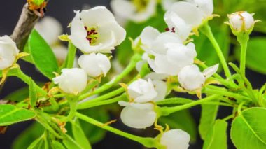 Zaman atlamasında kiraz çiçeği. Bir kiraz ağacı çiçeğinin kara arka planda büyüyen, açan ve çiçek açan bir başka kiraz çiçeğinin makro zaman dilimi videosu.