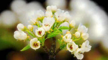 Zaman atlamasında kiraz çiçeği. Bir kiraz ağacı çiçeğinin kara arka planda büyüyen, açan ve çiçek açan bir başka kiraz çiçeğinin makro zaman dilimi videosu.