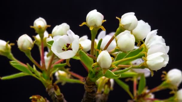 Kirschblüte Zeitraffer Makro Zeitraffer Video Eines Kirschbaums Der Vor Schwarzem — Stockvideo