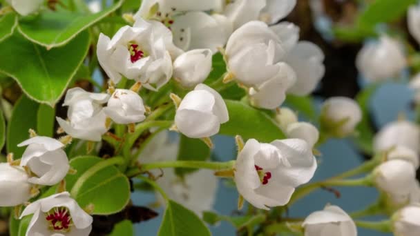 Pruimenbloesem Time Lapse Macro Timelapse Video Van Een Pruim Bloem — Stockvideo