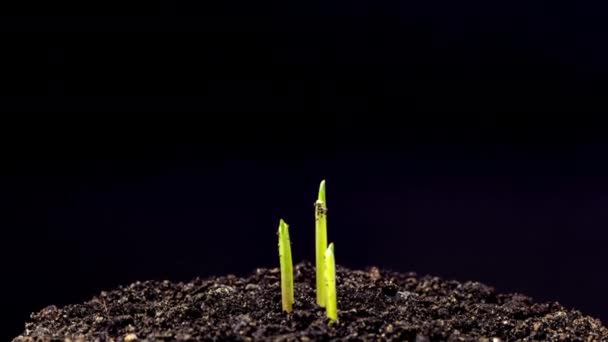 Temps Croissance Blé Macro Time Lapse Vidéo Culture Germination Blé — Video