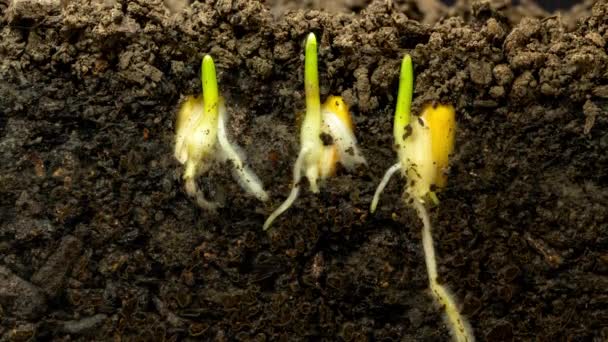 Makro Časová Prodleva Videa Fazolových Semen Vyrůstajících Země Půdním Podzemním — Stock video