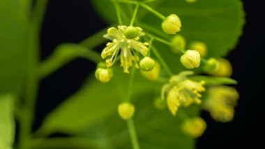 Siyah arka planda büyüyen ve çiçek açan beyaz çan çiçeklerinin güzel 4K zaman dilimi videosu. Siyah arka planda açan güzel çan çiçekleri..