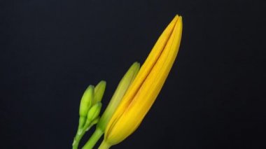 Alstroemeria ya da Peru zambağı büyüyen, açan ve koyu bir arka planda çiçek açan bir zambak videosu. Alstroemeria çiçeği açan zaman atlaması