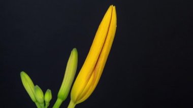 Alstroemeria ya da Peru zambağı büyüyen, açan ve koyu bir arka planda çiçek açan bir zambak videosu. Alstroemeria çiçeği açan zaman atlaması