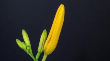 Alstroemeria ya da Peru zambağı büyüyen, açan ve koyu bir arka planda çiçek açan bir zambak videosu. Alstroemeria çiçeği açan zaman atlaması