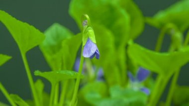 Mor menekşe çiçeklerinin koyu bir arka planda büyüyüp çiçek açmasının 4K makro zaman atlaması. Mor çiçekler açan zaman dilimi