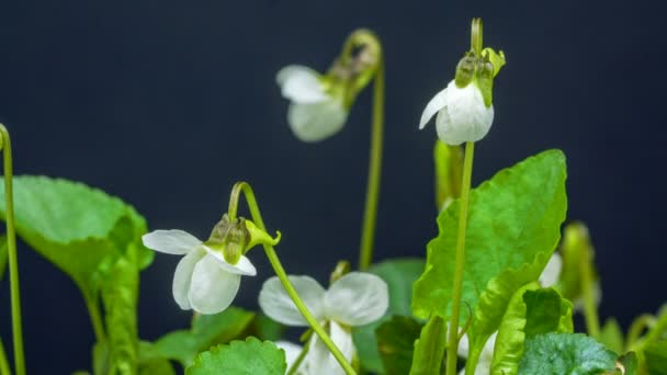 Lapso Tempo Macro Flores Violetas Brancas Crescendo Florescendo Fundo Escuro — Vídeo de Stock