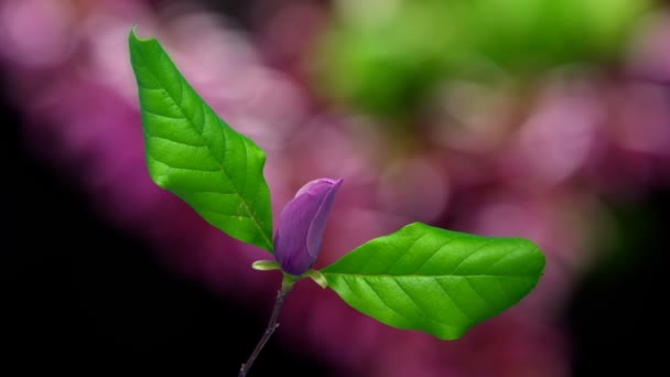 Macro Time Lapse Video Fiore Magnolia Che Cresce Ritagliato Isolato — Video Stock