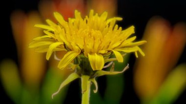 Siyah arka planda büyüyen sarı bir karahindiba çiçeğinin zamanlanmış videosu. Karahindiba çiçekli zaman aşımı