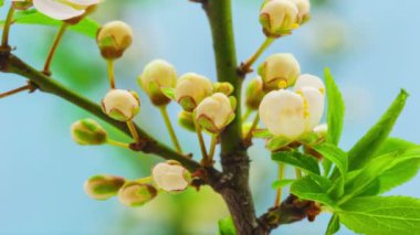 Erik çiçeği çiçeği, zaman aşımı. 4k makro zaman aralığı videosu mavi bir arkaplan üzerinde büyüyen ve çiçek açan bir erik çiçeğinin