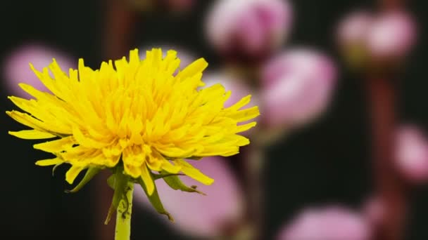 Timelapse Vídeo Uma Flor Amarela Dente Leão Crescendo Fundo Preto — Vídeo de Stock